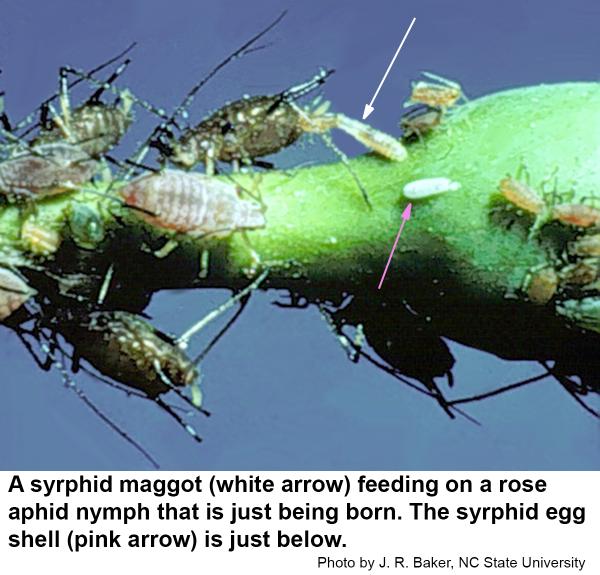 Syrphid maggot